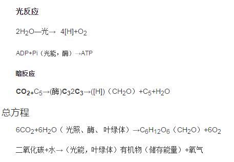 高考生物知识点:光合作用反应式